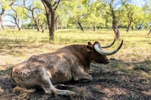 Σκηνές χάους στην Ισπανία: Τρεις τραυματίες από ταύρους στο φεστιβάλ του Σαν Φερμίν [εικόνες-βίντεο]