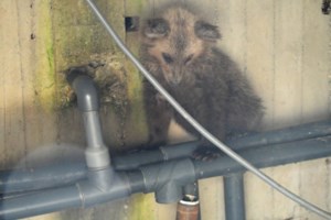 Αρκουδάκι βρήκε καταφύγιο σε αυλή σπιτιού στην Κοζάνη: Η Μάρθα έχασε τη μαμά της [Βίντεο]