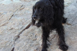 Απίθανο: Καλούνται για "κατάταξη" στις Ένοπλες Δυνάμεις 193 στρατιωτικοί σκύλοι - εικόνα 2