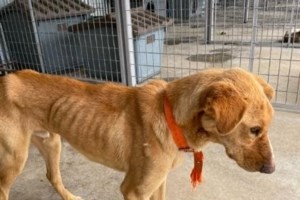 Καταγγελία του SGS: Εξαφανίζουν τα ζώα από το Κυνοκομείο Τρίπολης -  Kάποια επίσημη αρχή θα ελέγξει το καταφύγιο; - εικόνα 2