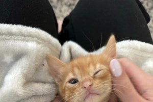 Ο Νιόνιος έχει κοινοποιηθεί 650 φορές: Είναι δίκαιο αυτός ο "χνούδης" να μην έχει βρει ακόμη το σπιτάκι του; - εικόνα 2