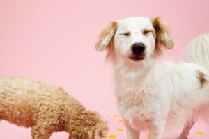 Τζόκερ κλήρωση 2245: Αυτοί είναι οι τυχεροί αριθμοί για σήμερα (11/2/2021) - εικόνα 3