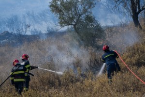 Πυρκαγιές: Η άλλη όψη της καταστροφής - Κάηκαν 9.000 μελισσοσμήνη και χάθηκαν 10.000 τόνοι πευκόμελου ετησίως