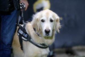 Διακοπές τέλος: Τι πρέπει να κάνουμε για την ασφαλή επιστροφή του σκύλου μας στην καθημερινότητα