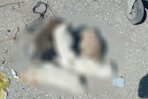 Αποτρόπαιο έγκλημα στην Ξάνθη: Κουτάβια βρέθηκαν νεκρά - Ήταν παρατεταγμένα στη σειρά