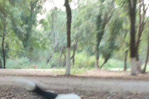 Σώστε ένα αδεσποτάκι: Ξέρετε άλλον που από τη χαρά του που σας βλέπει τού φεύγει πίπι; - εικόνα 7
