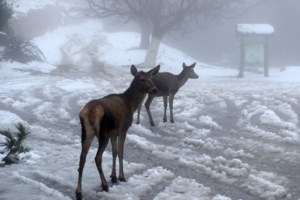 Κακοκαιρία "Διομήδης": Διακόπηκε η κυκλοφορία σε τμήμα της λεωφόρου Πάρνηθος λόγω παγετού - εικόνα 2