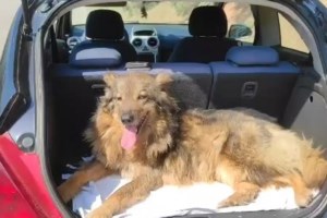 H Xλόη: Ένα post εκτός προγράμματος -  Είναι κάποια ζώα που έχουν μια αύρα μαγική που σε κάνει να αισθάνεσαι ότι όλα θα πάνε καλά