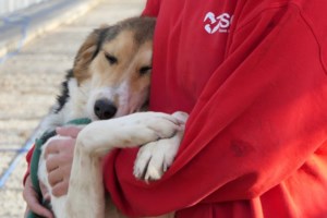 Μια μοναδική ιστορία επανασύνδεσης: Συνάντησε ξανά τη χαμένη του οικογένεια μετά από 3,5 χρόνια στο κλουβί μιας πανσιόν [Βιντεο] - εικόνα 3