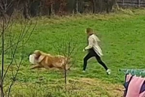 Παγκόσμιο ρεκόρ: Τι μπορεί να συμβεί όταν 2.397 γκόλντεν ριτρίβερ πηγαίνουν στο ίδιο πάρκο την ίδια στιγμή - εικόνα 3