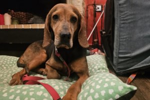 Η Ευτυχία σε μπαλετική πρόβα - Απολαμβάνει την πολυθρόνα της, το μαλακό κρεβάτι και την ασφάλεια του σπιτιού