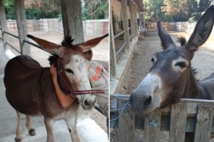 Πάτρα: "Πήγαν να αρπάξουν το παιδί μου μέρα μεσημέρι", καταγγέλλει μητέρα 12χρονου