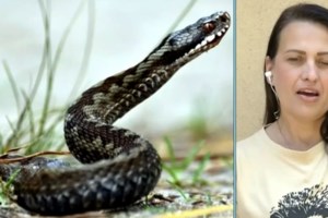 Σε έξαρση η εγκατάλειψη άγριων ζώων - Φίδια, ιγκουάνα και κουνέλια καταλήγουν σε πάρκα