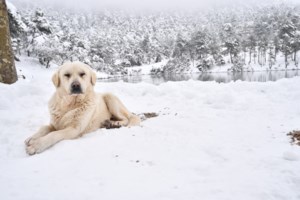Συναγερμός στον κρατικό μηχανισμό για τον χιονιά το Σαββατοκύριακο - Επιχειρησιακά σχέδια για χιόνια και πλημμύρες
