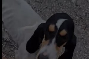 Ο μακροβιότερος σκύλος διασώστης παρασημοφορήθηκε για τα 11 χρόνια προσφοράς και αφοσίωσης - εικόνα 2