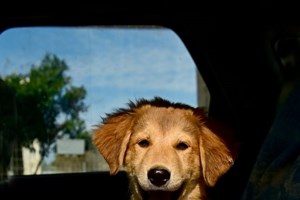 Κάθε μέρα είναι πιο όμορφη όταν ξεκινά έτσι… Η Χλόη που κοιτά ψηλά, βαθιά μέσα στα μάτια - εικόνα 5