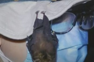 Bloomberg: Η μοναδική "Δυτική" επιστήμονας του εργαστηρίου της Ουχάν απαντά στις θεωρίες για το πώς γεννήθηκε ο κορονοϊός