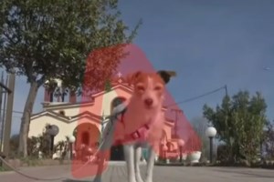 Δόμνα Μιχαηλίδου για τα Τέμπη: Μόνο συγγνώμη μπορούμε να πούμε, τι παρηγοριά να δώσεις στους γονείς αυτούς; [βίντεο]