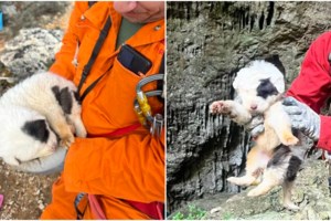 ΕΟΔΥ: Η πρώτη συστηματική καταγραφή δαγκωμάτων από σκύλους στην Ελλάδα - Πόσα περιστατικά αναφέρθηκαν το 2023