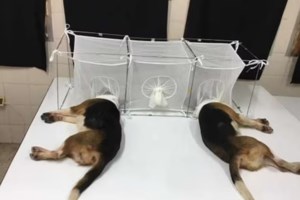 Άινταχο: Δύο νεκροί και τέσσερις τραυματίες από πυρά σε εμπορικό κέντρο [εικόνες - βίντεο] - εικόνα 2