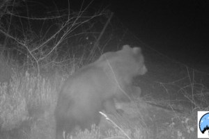 Ιταλία: Αρκούδα σκότωσε 26χρονο που έκανε τζόκινγκ - Οι αναρτήσεις του λίγο πριν την επίθεση [Βίντεο-Εικόνες] - εικόνα 4