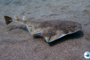 Αυστραλία: Άνδρας σκοτώθηκε από επίθεση καρχαρία - Βγήκε στην ακτή και ξεψύχησε [Βίντεο]