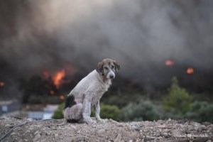 Χωμένοι μέσα στις φλόγες- Συγκλονιστικό βίντεο από την προσπάθεια των πυροσβεστών-  "Συνεχίζουμε" η υπόσχεσή τους