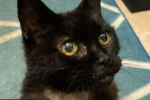 Χανιά: Μεγάλη κινητοποίηση για εγκλωβισμένο γατάκι σε απελπιστική κατάσταση - Εκλαιγε τρεις ημέρες [Βίντεο] - εικόνα 2