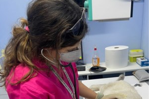Κτηνωδία στη Θεσσαλονίκη: Κλώτσησαν νεαρή γάτα στο κεφάλι - "Θα μείνει τυφλή"