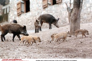 Νέος Βουτζάς: Κυνηγούσαν αγριόχοιρους μέσα στον οικισμό - Καταγγελίες κατοίκων για πυροβολισμούς - εικόνα 2