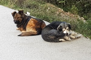 Πάτρα: "Έχω τρελαθεί, δεν μπορώ να πληρώσω πρόστιμο 76.600 ευρώ " - Τι λέει η γυναίκα με τους 53 σκύλους