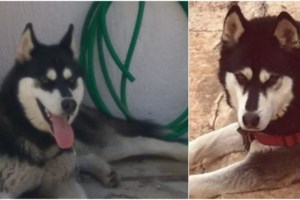 Νάουσα: Νεκρός 60χρονος δικυκλιστής σε μετωπική σύγκρουση με φορτηγό