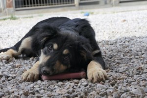 Ραντεβού και σήμερα με πυρόπληκτα και πλημμυροπαθή ζωάκια: Πάμε όλοι μαζί να αλλάξουμε τις ζωές μας - εικόνα 3