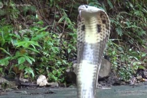 Δάγκωμα κόμπρας: Στη ΜΕΘ ο 30χρονος - "Το αντίδοτο μπορεί να είναι πιο επικίνδυνο κι από το δηλητήριο του φιδιού"