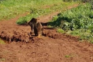 Απίστευτες εικόνες στη Θεσσαλονίκη: Αγριογούρουνα κόβουν βόλτες στην πόλη ψάχνοντας φαγητό