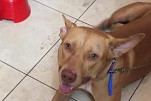 Απίθανος σκύλος μπήκε στο γήπεδο και κάθισε να δει το Αρμενία – Γερμανία - εικόνα 2