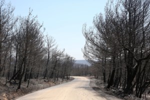 Προφυλακίστηκε ο 45χρονος για εμπρησμό από πρόθεση του Αυλώνα - Εντολή για ψυχιατρική πραγματογνωμοσύνη