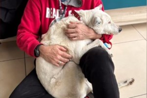 Το καθαρόαιμο... καναπεδόσκυλο της Σταματίνας Σταματάκου με νονά τη Ναταλία Γερμανού - εικόνα 3