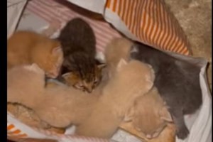 Ανήκουστο: Μπλόκο της ΕΛΑΣ σε συγκέντρωση φιλοζωικών οργανώσεων στο Στ. Νιάρχος- "Κίνδυνος για τη δημόσια ασφάλεια"