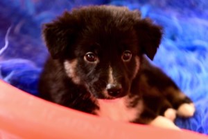 Πέντε μονάκριβα μωρά πετάχτηκαν μέρες αγάπης και γιορτής - Δεν ξεμακραίνουν το ένα από το άλλο - εικόνα 10