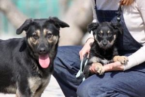 pet.gov.gr: Επτά νέες ψηφιακές υπηρεσίες προστέθηκαν στο Εθνικό Μητρώο Ζώων Συντροφιάς