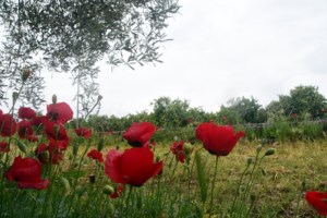 Ξεκίνησε η απότομη "στροφή" του καιρού - Εικόνες από το χιόνι που πέφτει λίγες ώρες πριν μπει ο Μάιος