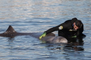 Ελεύθερη στην ανοικτή θάλασσα οδηγήθηκε και αφέθηκε να κολυμπήσει η φάλαινα του είδους "ΖΙΦΙΟΣ" - εικόνα 4