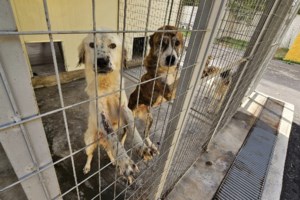 Ο Πάρης είναι μορφή: Ενας τεράστιος σκύλος - μπέμπης - Ενας Κάνγκαλ, που σημαίνει πως είναι πολύ πιστός και έξυπνος - εικόνα 4