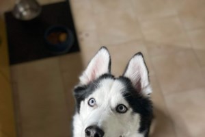 Τυφλή σκυλίτσα βρέθηκε στη θάλασσα στον Ασπρόπυργο - Ακουσε τις φωνές της περαστικός ενώ πάλευε να ανέβει σε βράχο - εικόνα 2