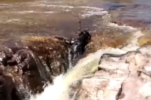 Τρεις σκύλοι που κακοποιήθηκαν διδάσκουν την αγάπη στα σχολεία - εικόνα 2