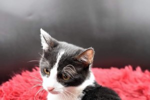 Ο Φούσκας. έχει πελώρια κοιλιά και αστείρευτη πείνα... Βρέθηκε χτυπημένος στο Ζάππειο και είναι πολυτραυματίας - Βίντεο - εικόνα 3