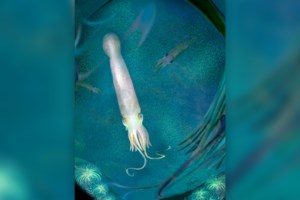 Οι επιστήμονες αποφάνθηκαν: Ο κρόκος, το πιο ακριβό μπαχαρικό στον κόσμο, καλλιεργήθηκε για πρώτη φορά στην Ελλάδα