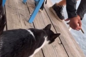 Αθώος ο 30χρονος που κλώτσησε γάτα σε ταβέρνα στην Αιδηψό: Το σκεπτικό που προκαλεί αντιδράσεις - εικόνα 2