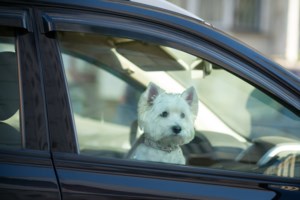 Κτηνωδία στη Ζάκυνθο: Ελεύθερος χωρίς όρους ο 75χρονος που έσερνε σκύλο με το ΙΧ